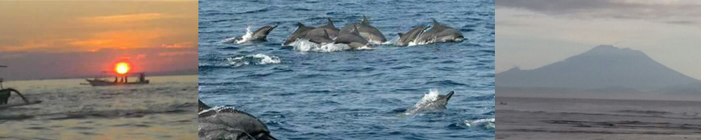 lovina dolphin